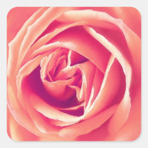 Coral pink rose print square sticker