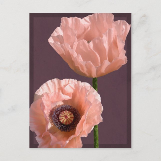 Coral Poppies Postcard (Front)