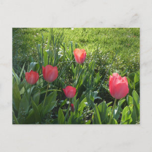 Coral Red Sunny Tulips DIY Postcard