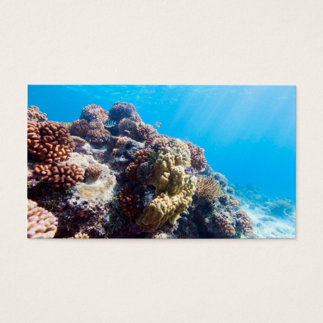 Coral reef (Front)