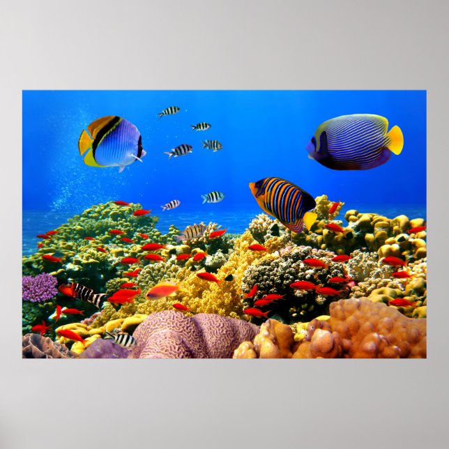 Coral reef colourful , poster (Front)