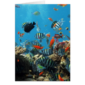 Coral Reef Fish Naturescape