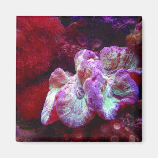 Coral Reef Magnet