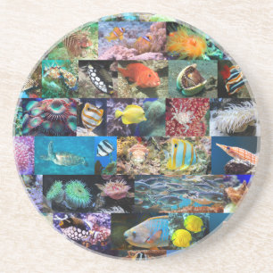 Coral Reef Marine Fish and Animals, Photo Collage Coaster