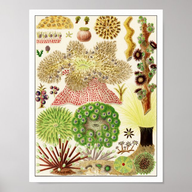 Coral Reef Marine Life Sea Creatures Poster (Front)