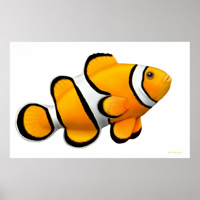 Coral Reef Percula Clownfish Poster (Front)