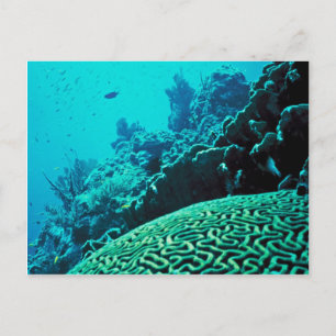 Coral Reef Postcard