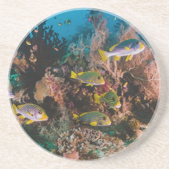 Coral Reef sandstone coaster (Front)