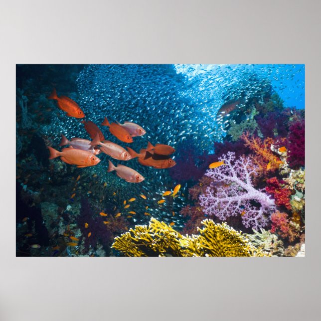 Coral Reef Scenery | Bigeye Or Goggle-Eye Poster (Front)