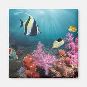 Coral Reef Scenery   Moorish Idol Magnet