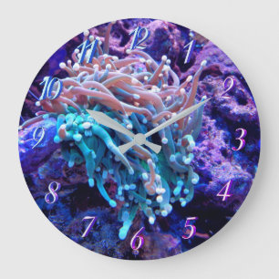 Coral reef sea anenome clock