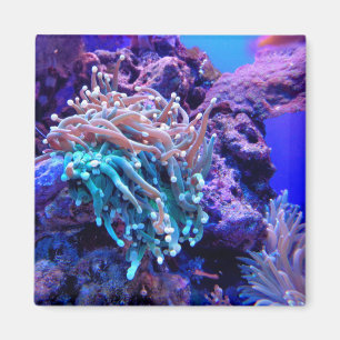 Coral reef sea anenome pink blue purple magnet