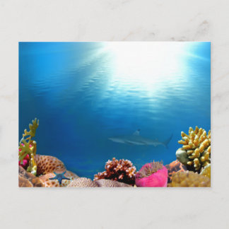 Coral Reef & Shark Postcard
