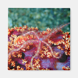 Coral reef starfish magnet