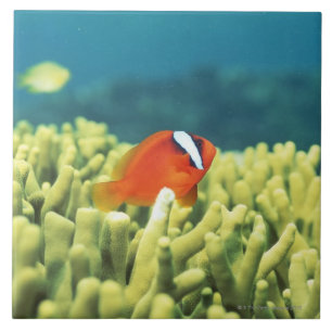 Coral reef teeming with tropical fish ceramic tile