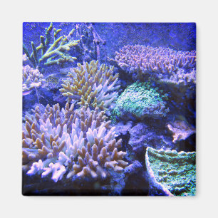 Coral reef tropical Caribbean blue purple pink Magnet