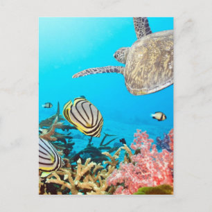 Coral Reef Turtle Naturescape Postcard