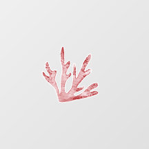 Coral Reef Under The Sea Themed Wall Decals