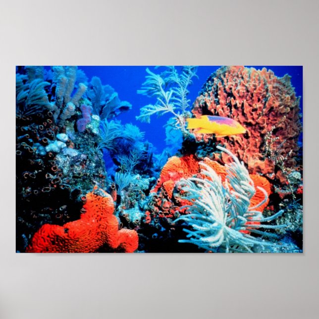 Coral Reef World Poster (Front)