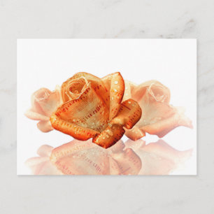 Coral Rose Blossom with Sheet Music Postcard