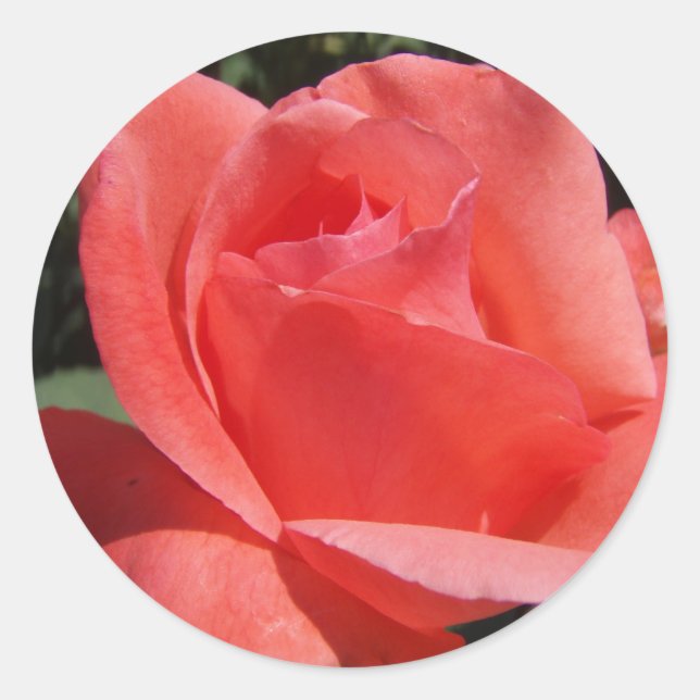 Coral rose classic round sticker (Front)