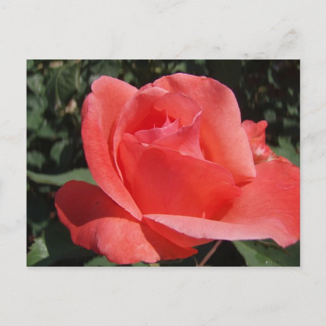 Coral Rose Postcard (Front)
