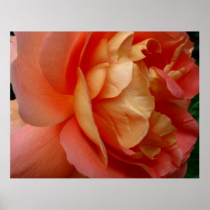 Coral Rose Poster