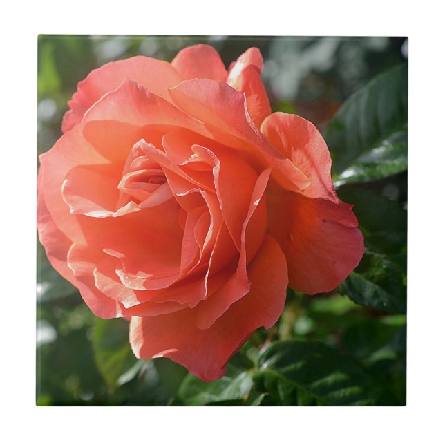 Coral Rose Tile (Front)