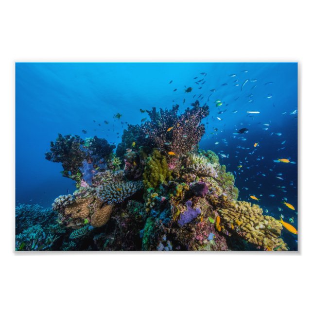 Coral Sea Photo Print (Front)