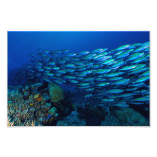 Coral Sea Photo Print