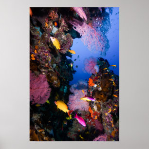 Coral Sea - Tropical Fish & Reef - Poster