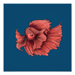 Coral Siamese fighting fish Photo Print
