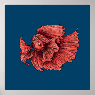 Coral Siamese fighting fish Poster
