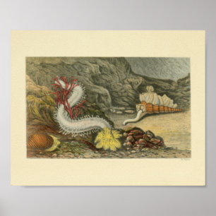 Coral Snails Marine Animals Art Print