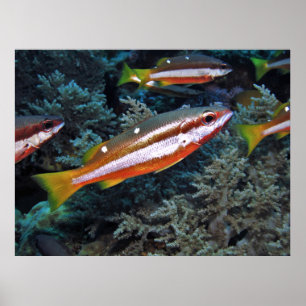 Coral Trout Poster