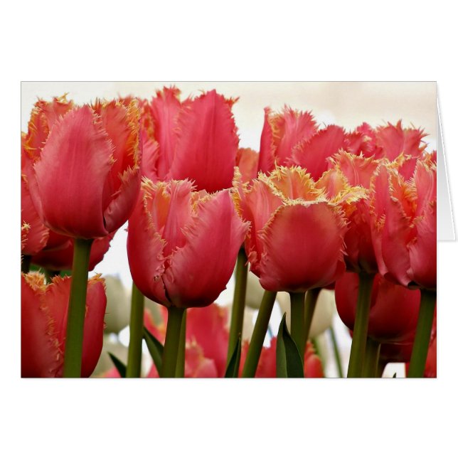 Coral Tulips Photograph | Floral Greeting Card (Front Horizontal)