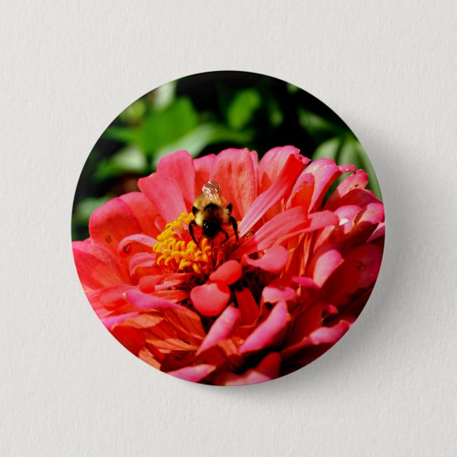 Coral zinnia with bumblebee 6 cm round badge (Front)