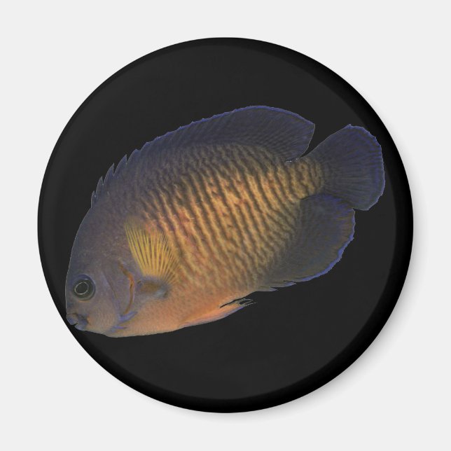 CoralBeauty Angelfish Magnet (Front)
