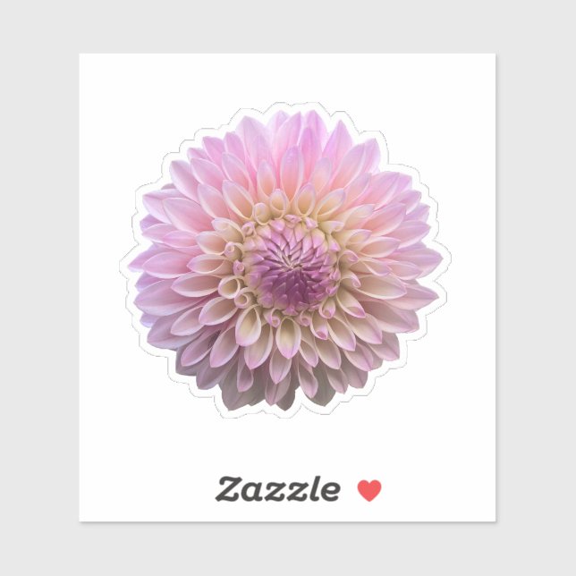 Coralie Dahlia Flower  (Sheet)