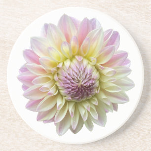 Coralie Dahlia, Pastel Pink Flower  Coaster