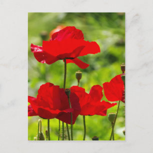 corb poppy postcard