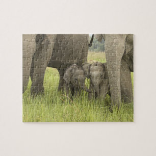 Corbett National Park, Uttaranchal, India. Jigsaw Puzzle