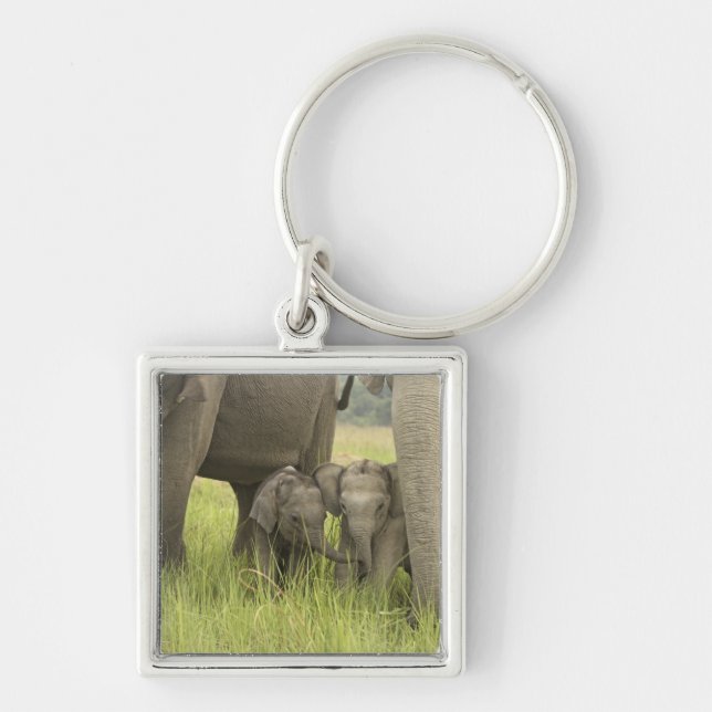 Corbett National Park, Uttaranchal, India. Key Ring (Front)