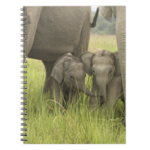Corbett National Park, Uttaranchal, India. Notebook