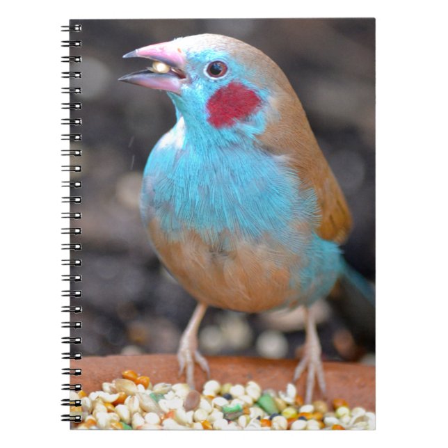 Cordon Bleu Finch Notebook (Front)