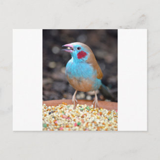 Cordon Bleu Finch Postcard