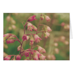 Corelbells, Spring Flowers