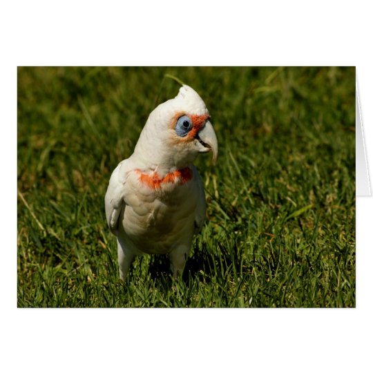 Corella beak bird feathers flying Australian bird