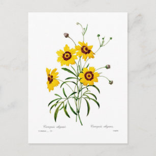 Coreopsis elegans postcard