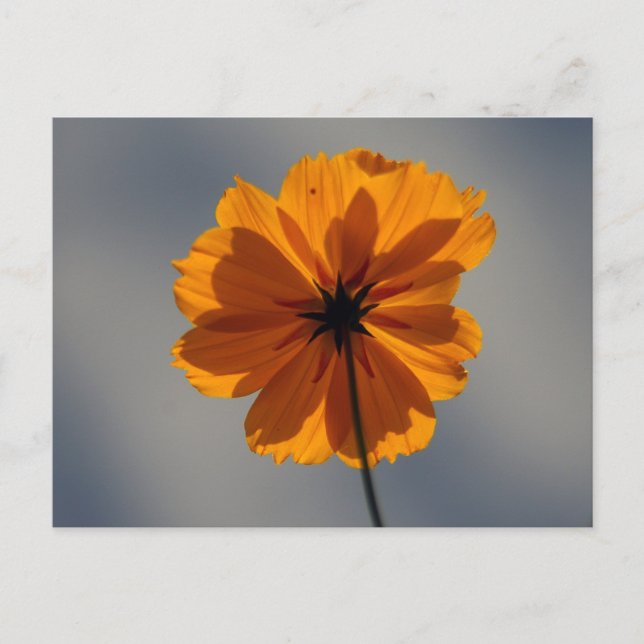 Coreopsis Postcard (Front)